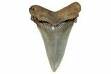 Serrated Angustidens Tooth - Megalodon Ancestor #269958-1